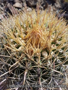 29966 RapCactus Raimondo Paladini