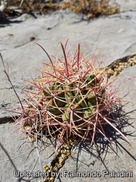 29968 RapCactus Raimondo Paladini