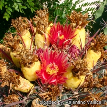 13360 valentino Valentino Vallicelli