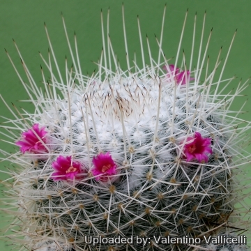 4831 valentino Valentino Vallicelli