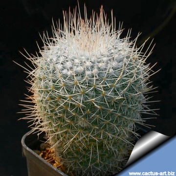 4833 cactus-art Cactus Art