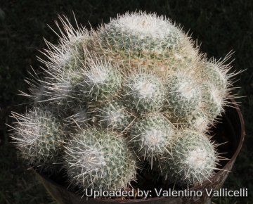 8659 valentino Valentino Vallicelli