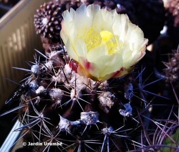 27979 alexander Alexander Arzberger