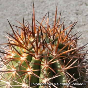 8183 valentino Valentino Vallicelli