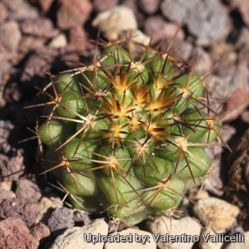 26546 valentino Valentino Vallicelli