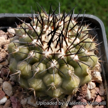 4926 valentino Valentino Vallicelli