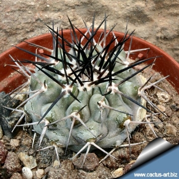 4927 cactus-art Cactus Art