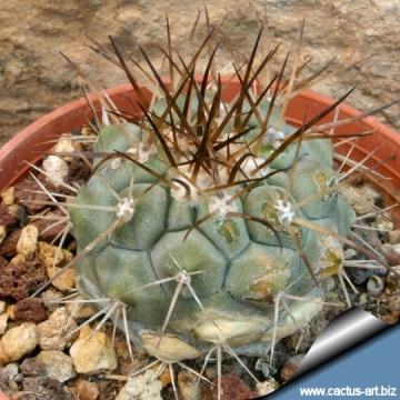 4928 cactus-art Cactus Art