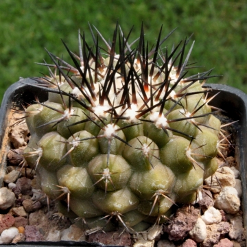 4930 cactus-art Cactus Art