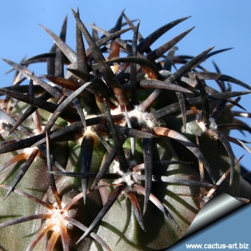 14750 cactus-art Cactus Art