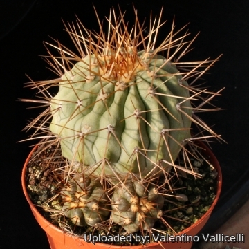 Copiapoa cinerea #83.685 - Mesa Garden