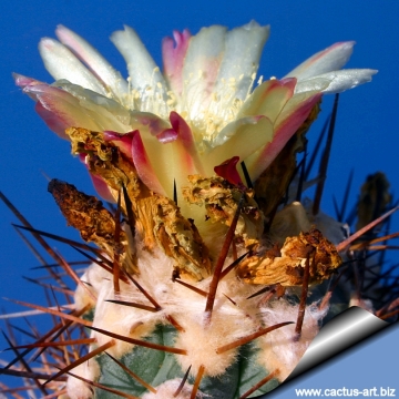 7531 cactus-art Cactus Art