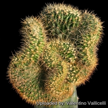 5014 valentino Valentino Vallicelli