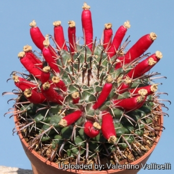 5054 valentino Valentino Vallicelli