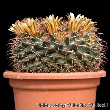 5056 valentino Valentino Vallicelli