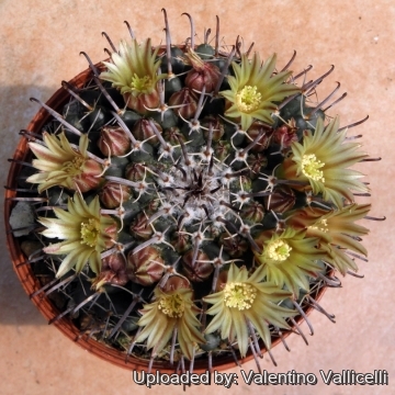 5057 valentino Valentino Vallicelli