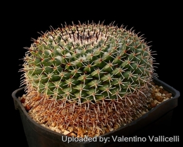 5060 valentino Valentino Vallicelli