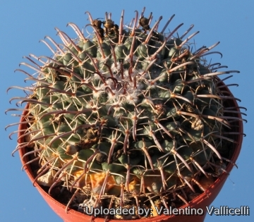 5628 valentino Valentino Vallicelli