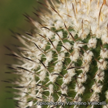 18320 valentino Valentino Vallicelli