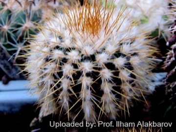 18747 Ilham Prof. Ilham Alakbarov