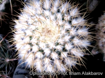 18748 Ilham Prof. Ilham Alakbarov