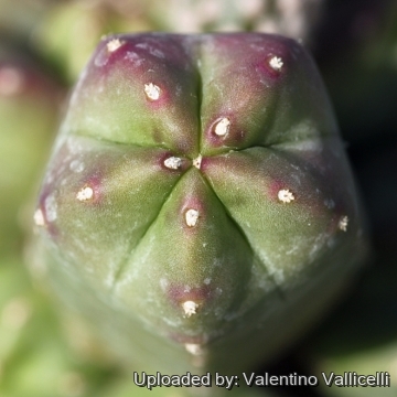 17805 valentino Valentino Vallicelli