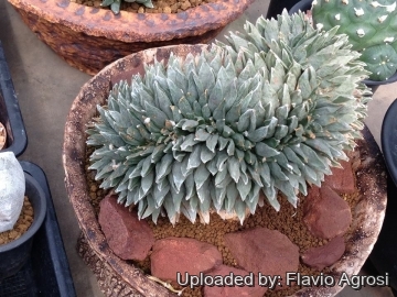 22171 flavio Flavio Agrosi