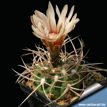 13042 cactus-art Cactus Art