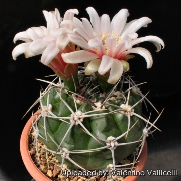 5388 valentino Valentino Vallicelli