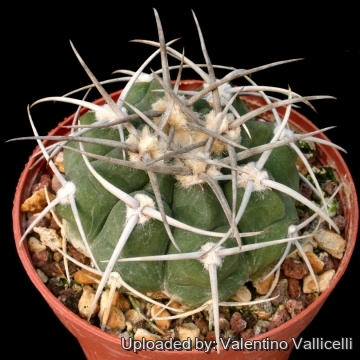 5389 valentino Valentino Vallicelli