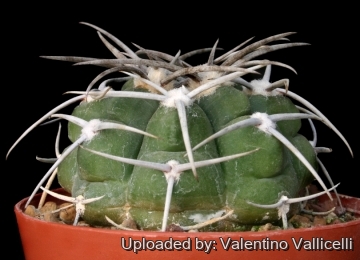 5392 valentino Valentino Vallicelli