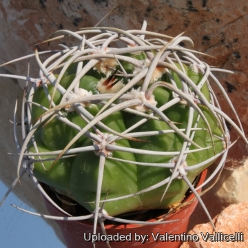 6552 valentino Valentino Vallicelli