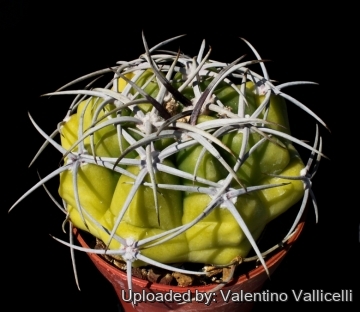 9202 valentino Valentino Vallicelli