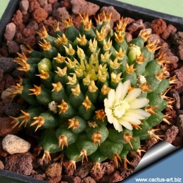 5473 cactus-art Cactus Art