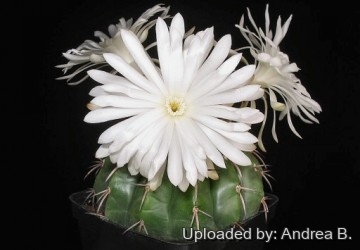 1544 andrea Andrea B.