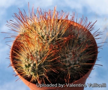 5481 valentino Valentino Vallicelli
