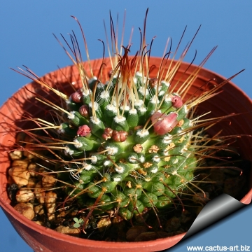 5482 cactus-art Cactus Art