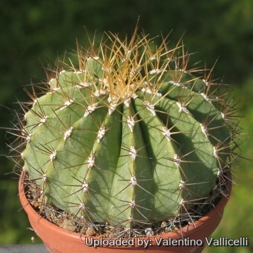 20943 valentino Valentino Vallicelli