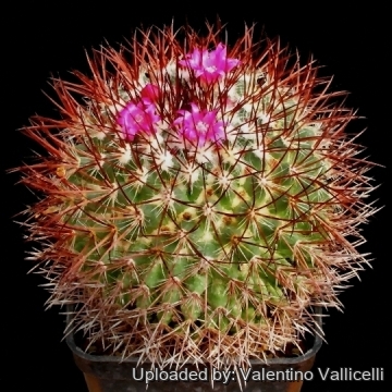 12026 valentino Valentino Vallicelli