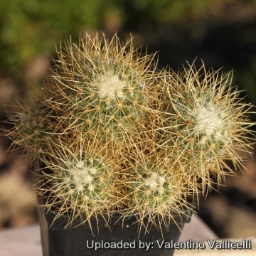 18315 valentino Valentino Vallicelli