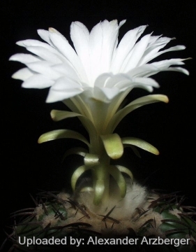 28130 alexander Alexander Arzberger