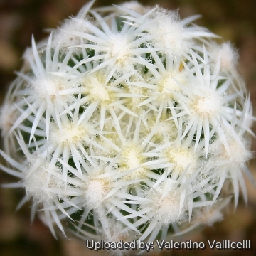 5590 valentino Valentino Vallicelli