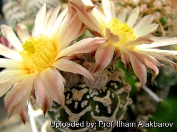 18633 Ilham Prof. Ilham Alakbarov