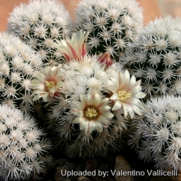 12178 valentino Valentino Vallicelli