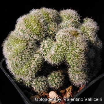 13091 valentino Valentino Vallicelli