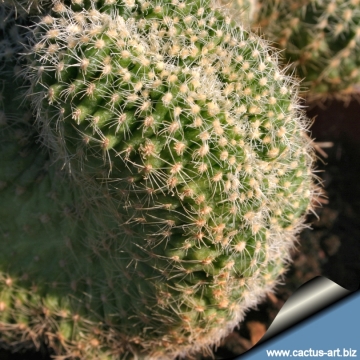 13092 cactus-art Cactus Art