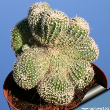 13093 cactus-art Cactus Art