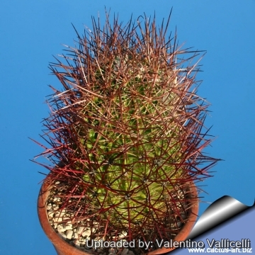 5941 valentino Valentino Vallicelli