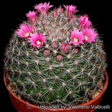 5946 valentino Valentino Vallicelli