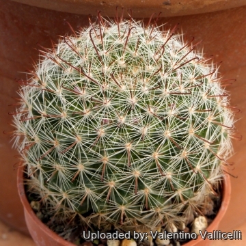 5948 valentino Valentino Vallicelli